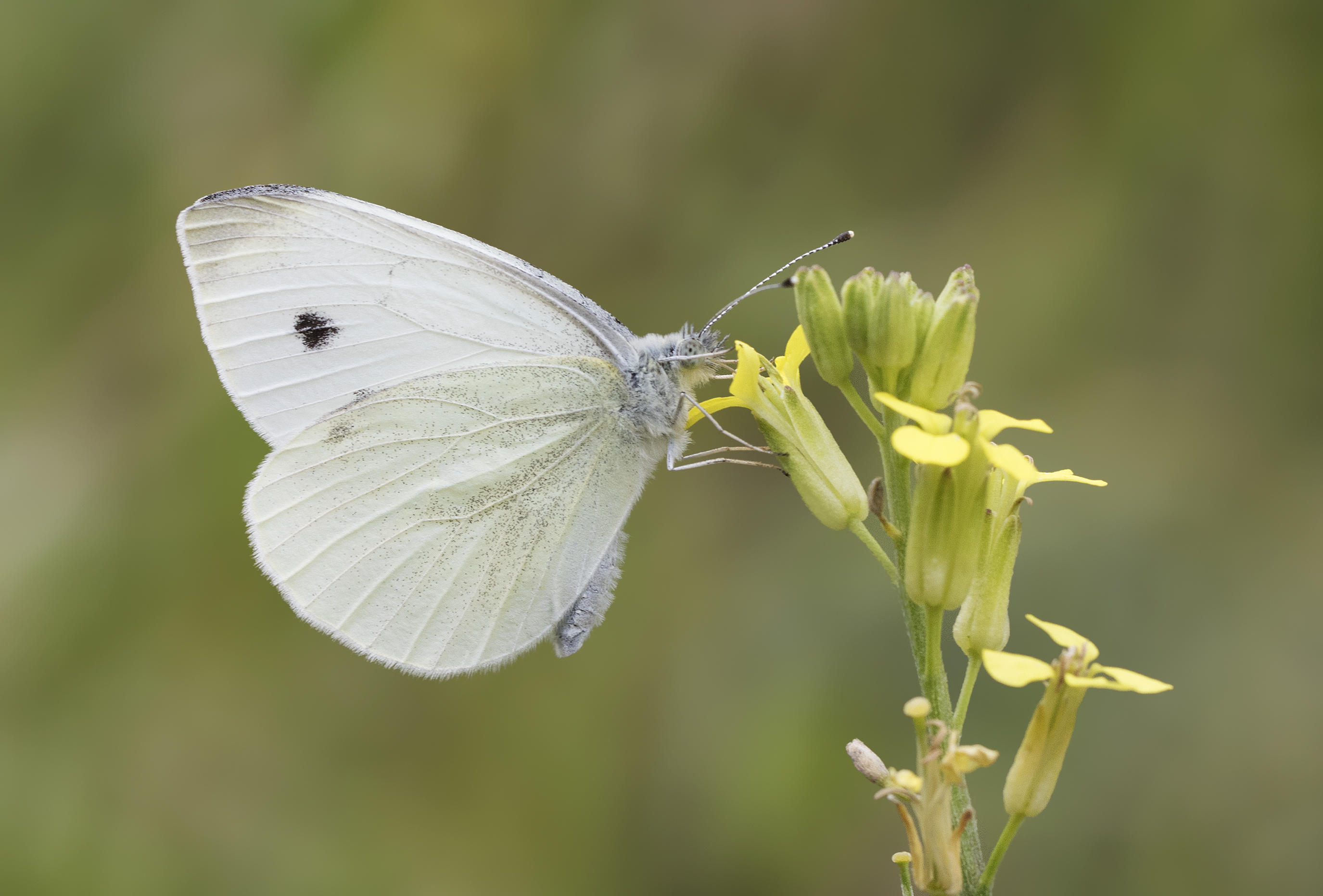 Pieris pseudorape - Yalancı beyazmelek 33