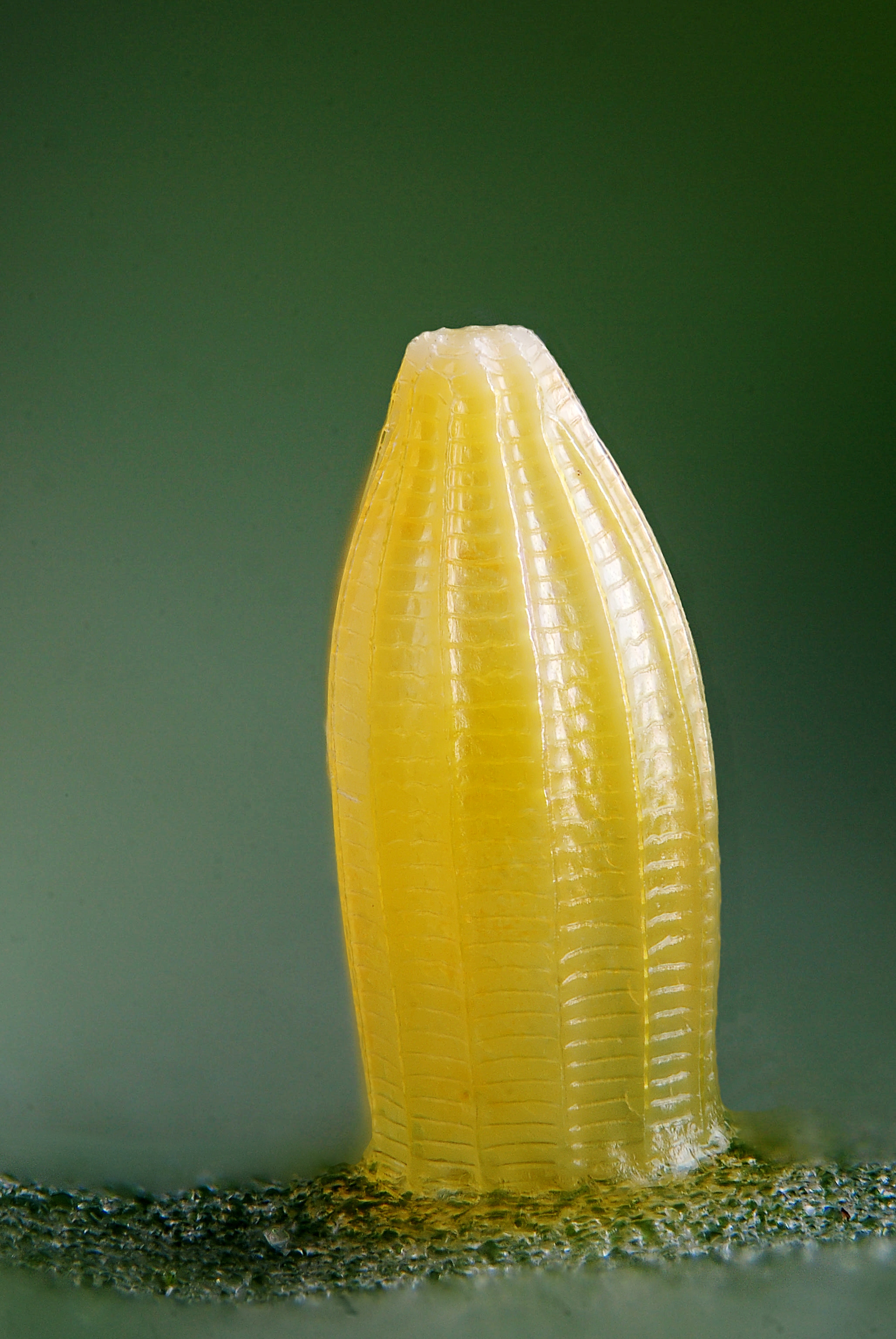 Pieris sp. egg (4754184197)
