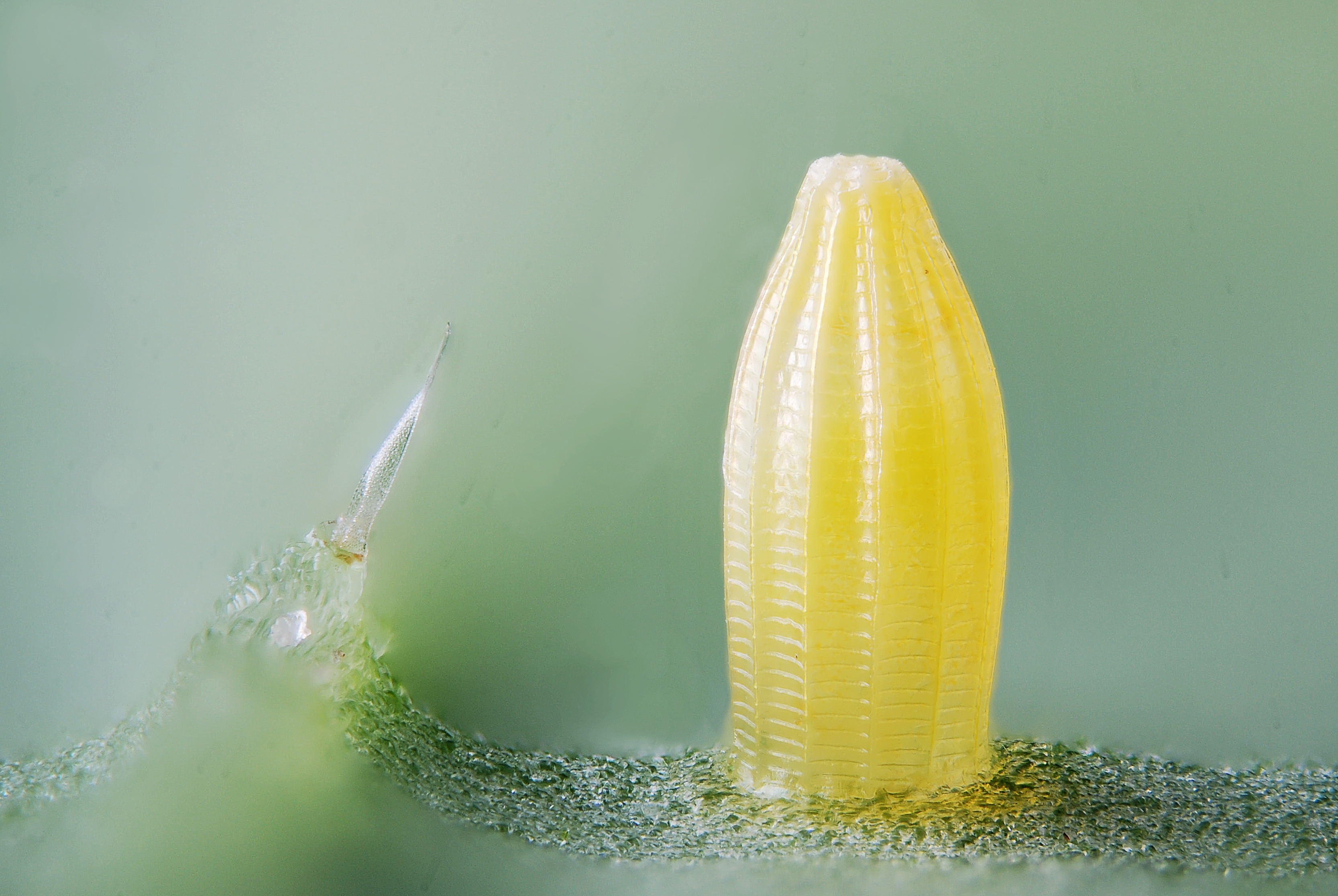 Pieris sp. egg (4754825302)