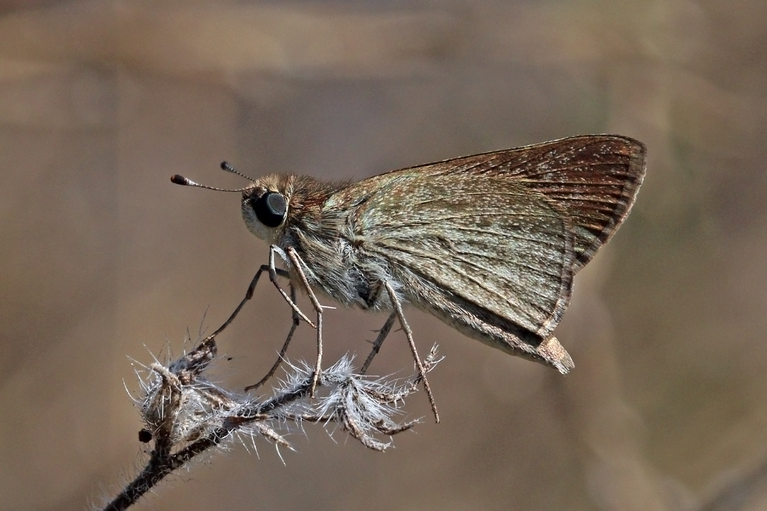 Pigmy skipper (Gegenes pumilio) underside Greece