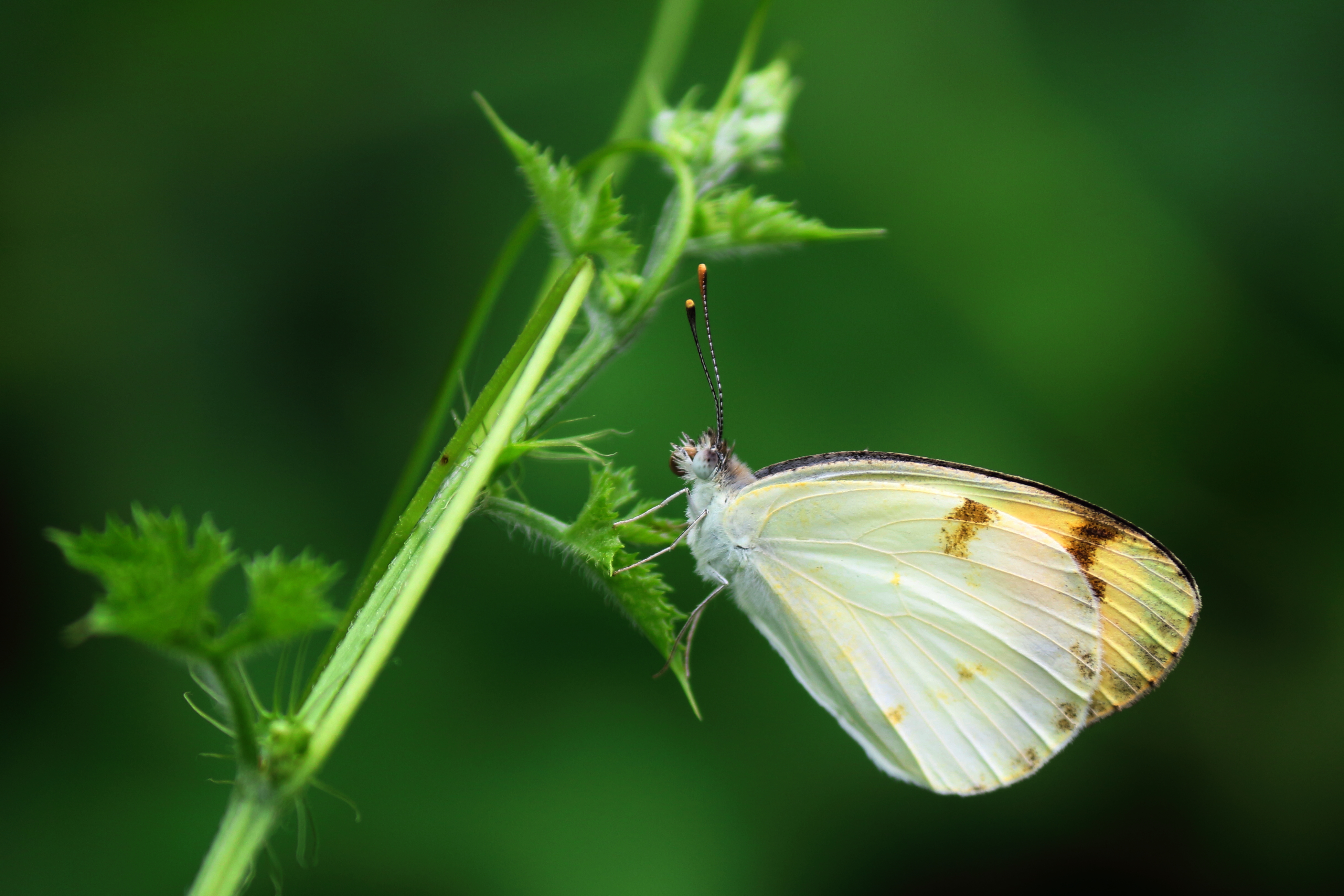 Plain orange tip