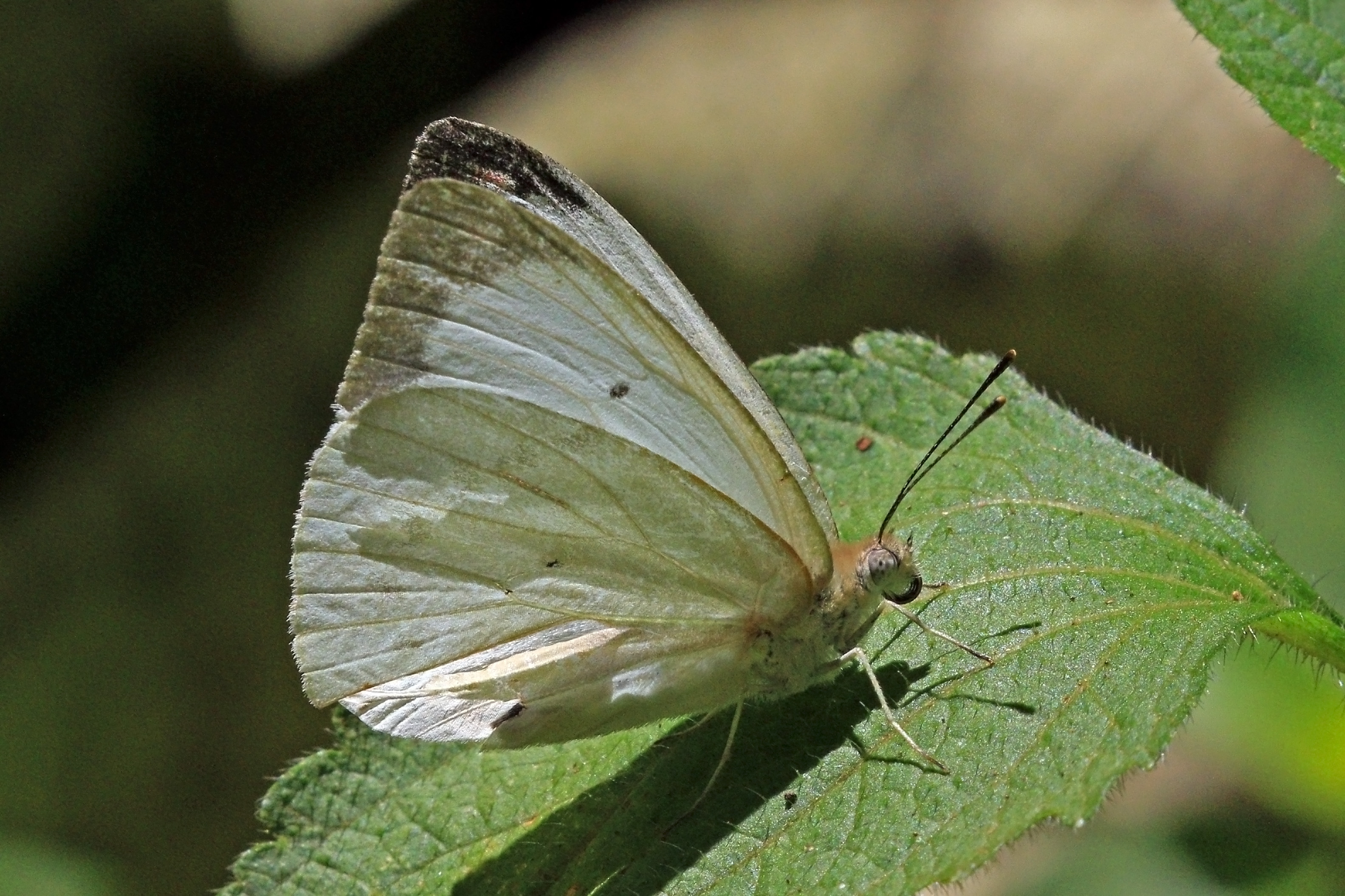 Plain vagrant (Nepheronia buquetii)