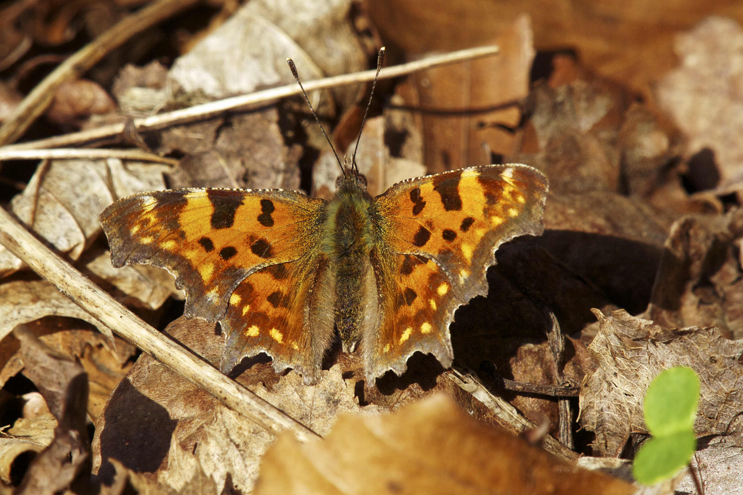 Polygonia c-album LC0237
