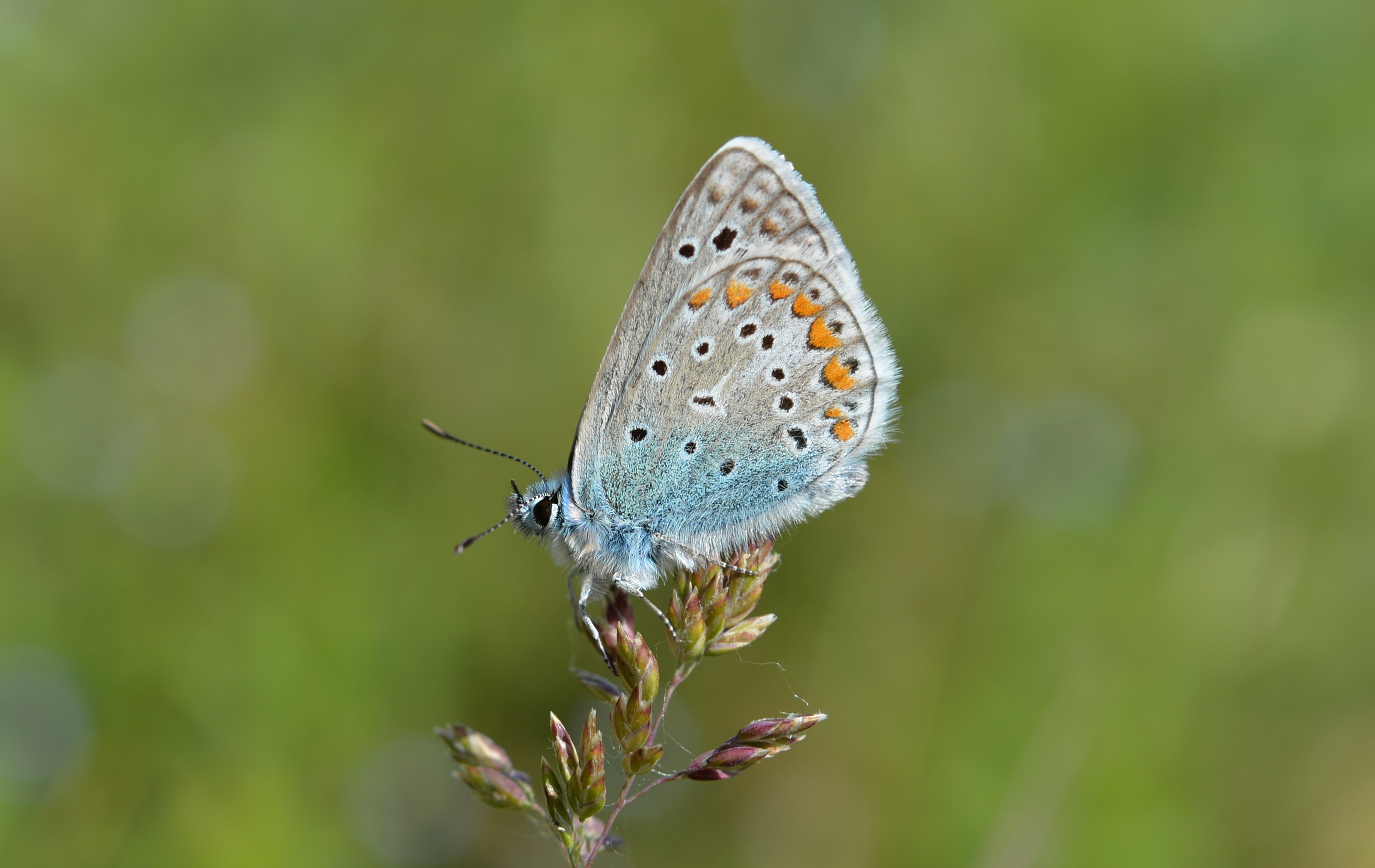 Polyommatus
