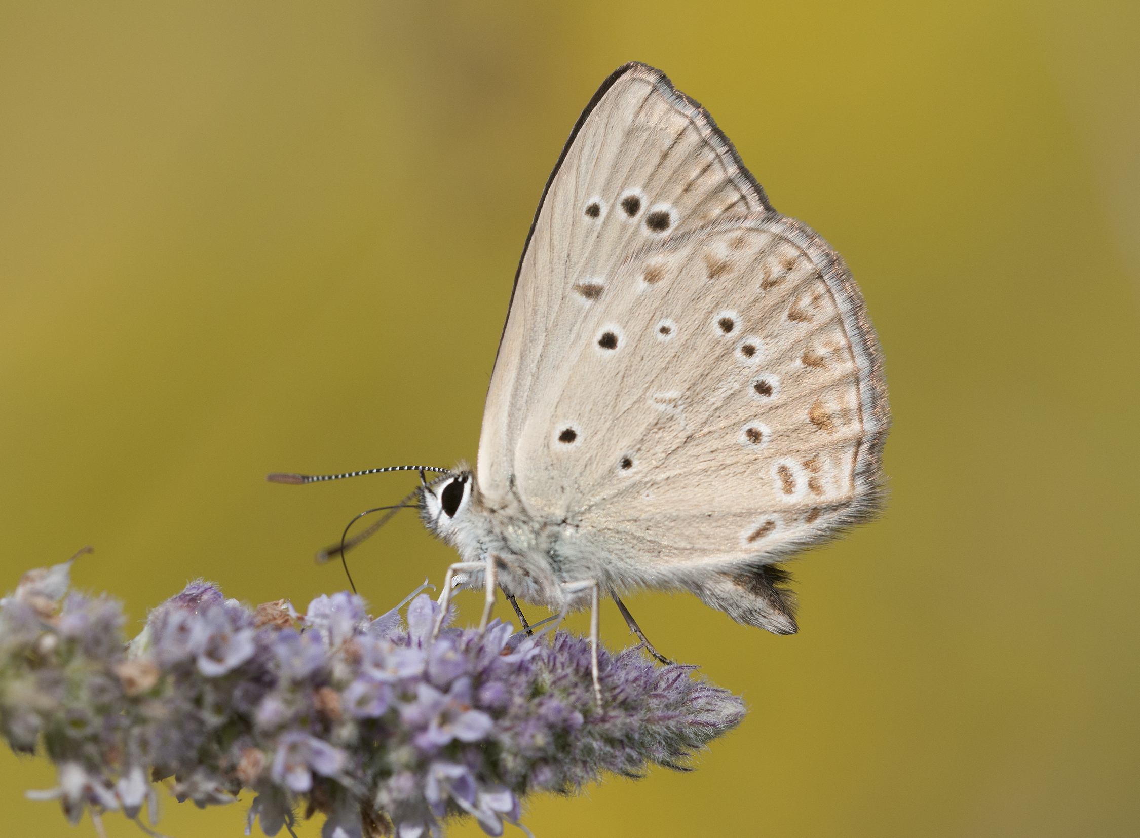 Polyommatus admetus - Anomalous Blue 02