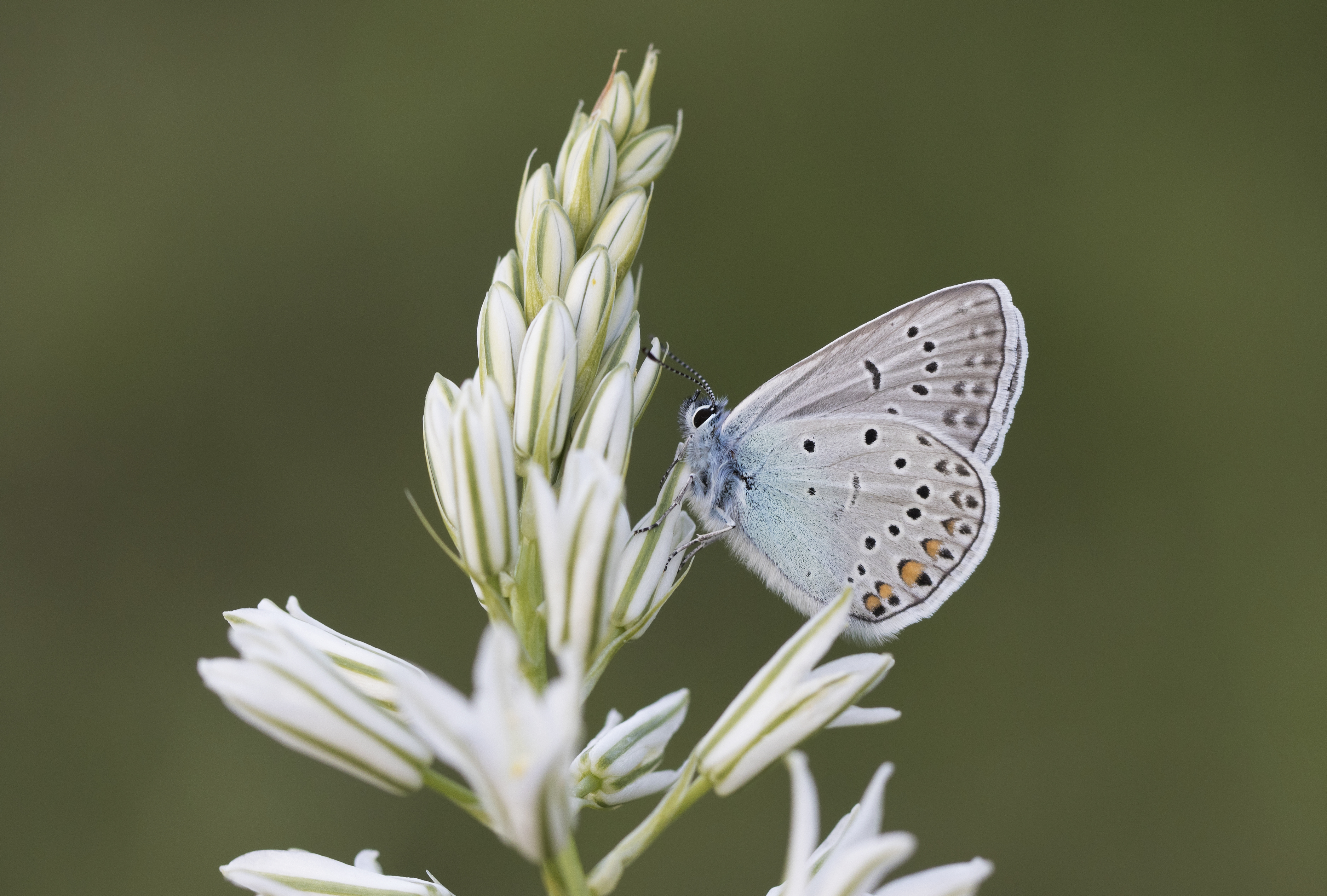 Polyommatus amandus - Çokgözlü Amanda 02