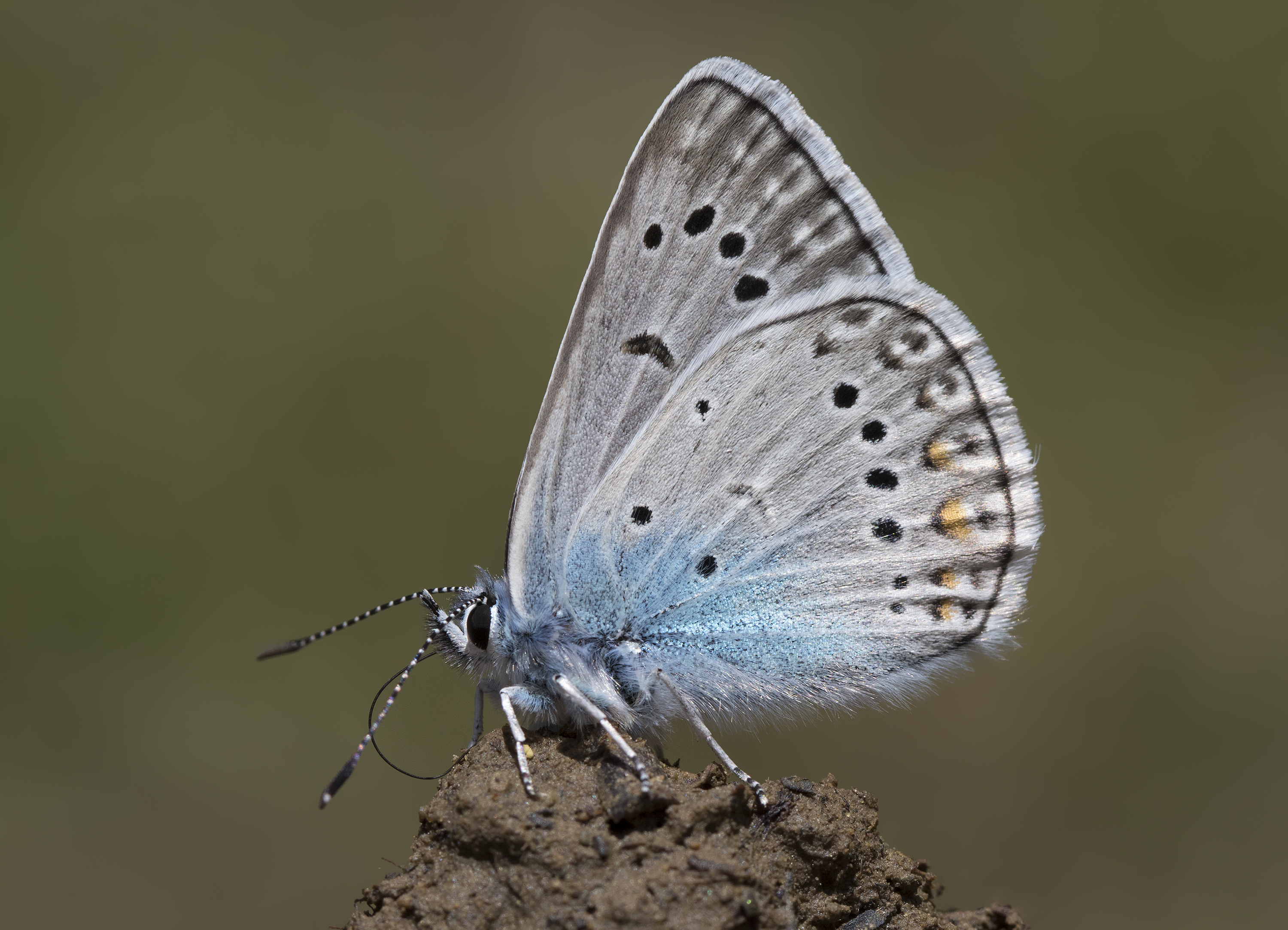 Polyommatus amandus - Çokgözlü Amandamavisi 04-4