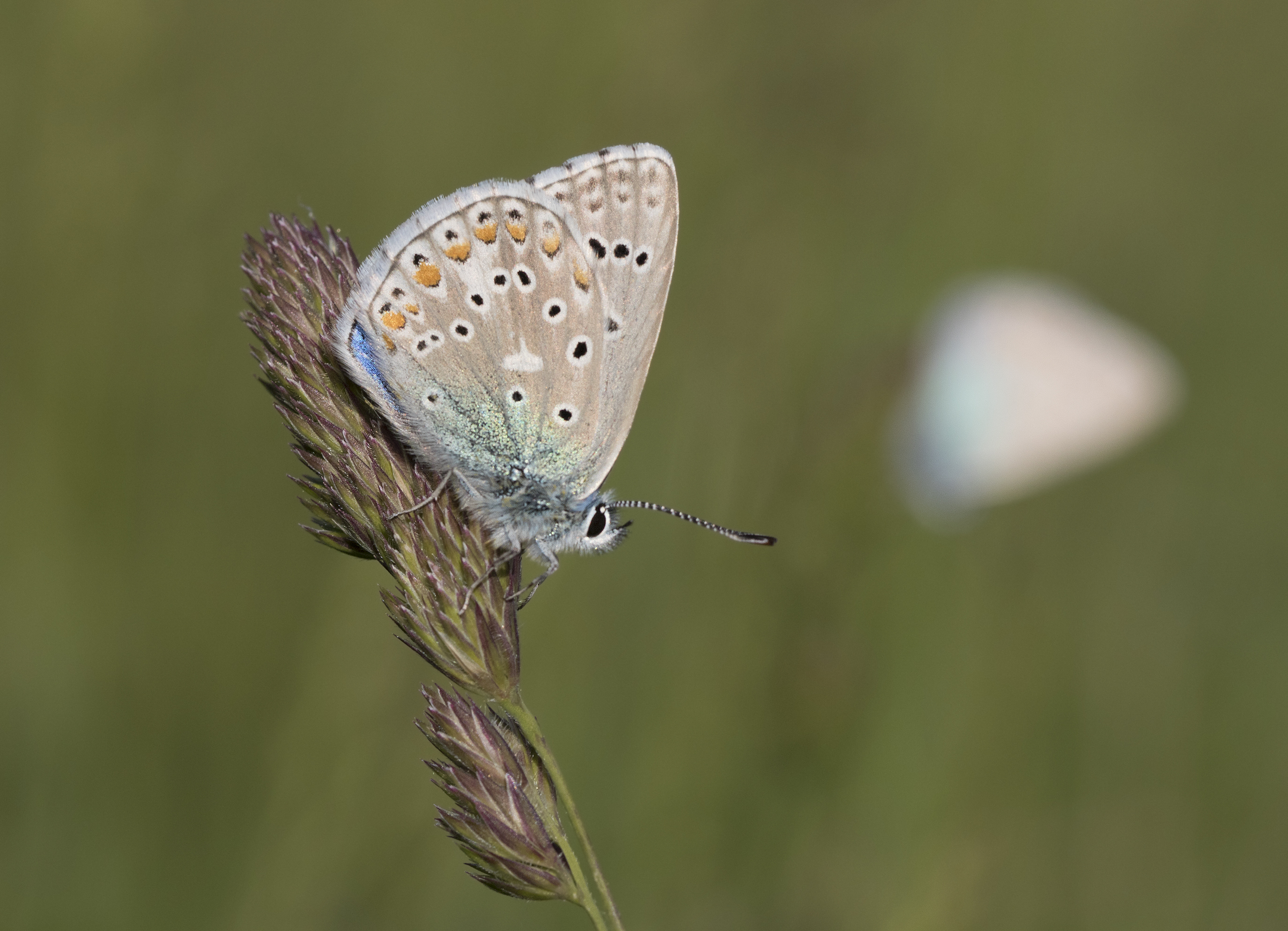 Polyommatus bellargus - Çokgözlü gökmavisi 13