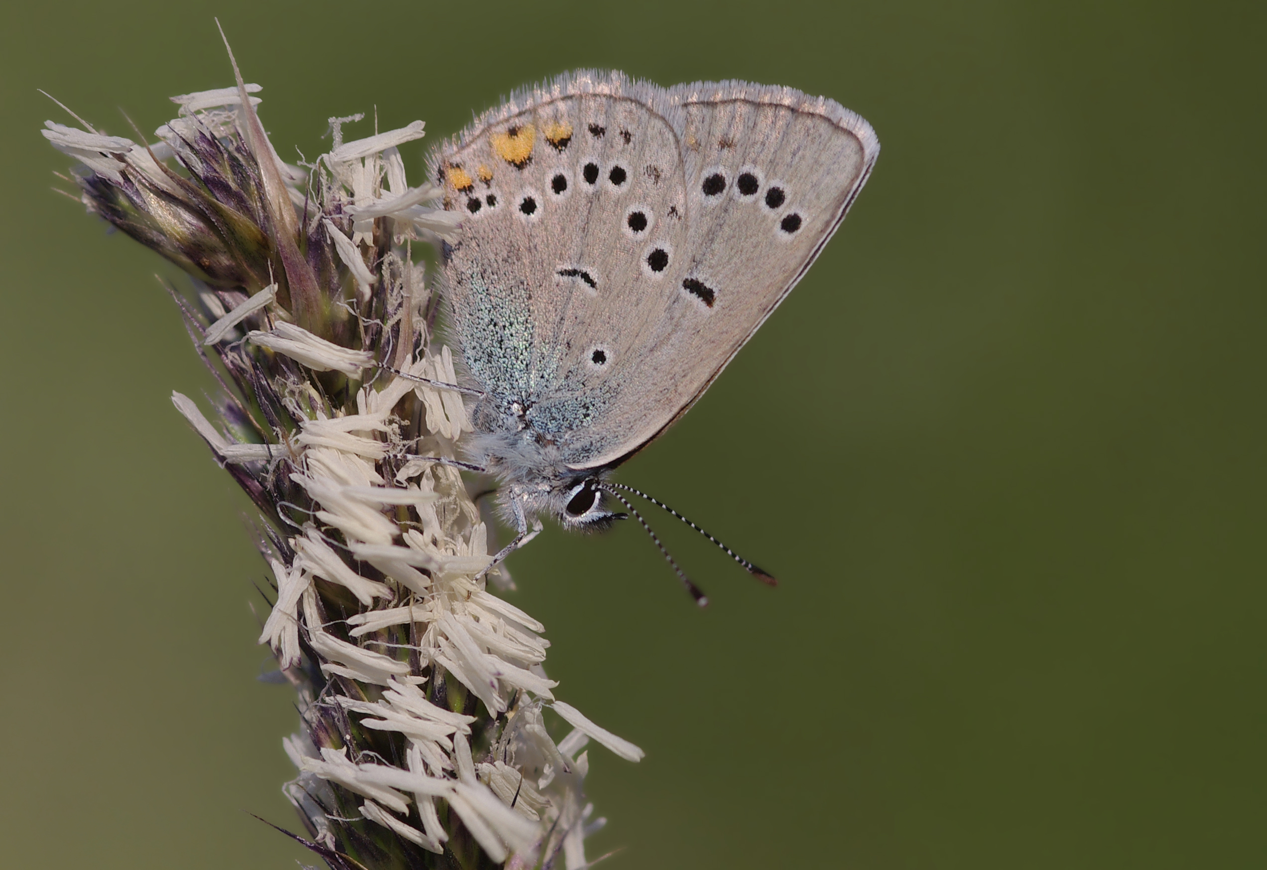 Polyommatus bellis 01
