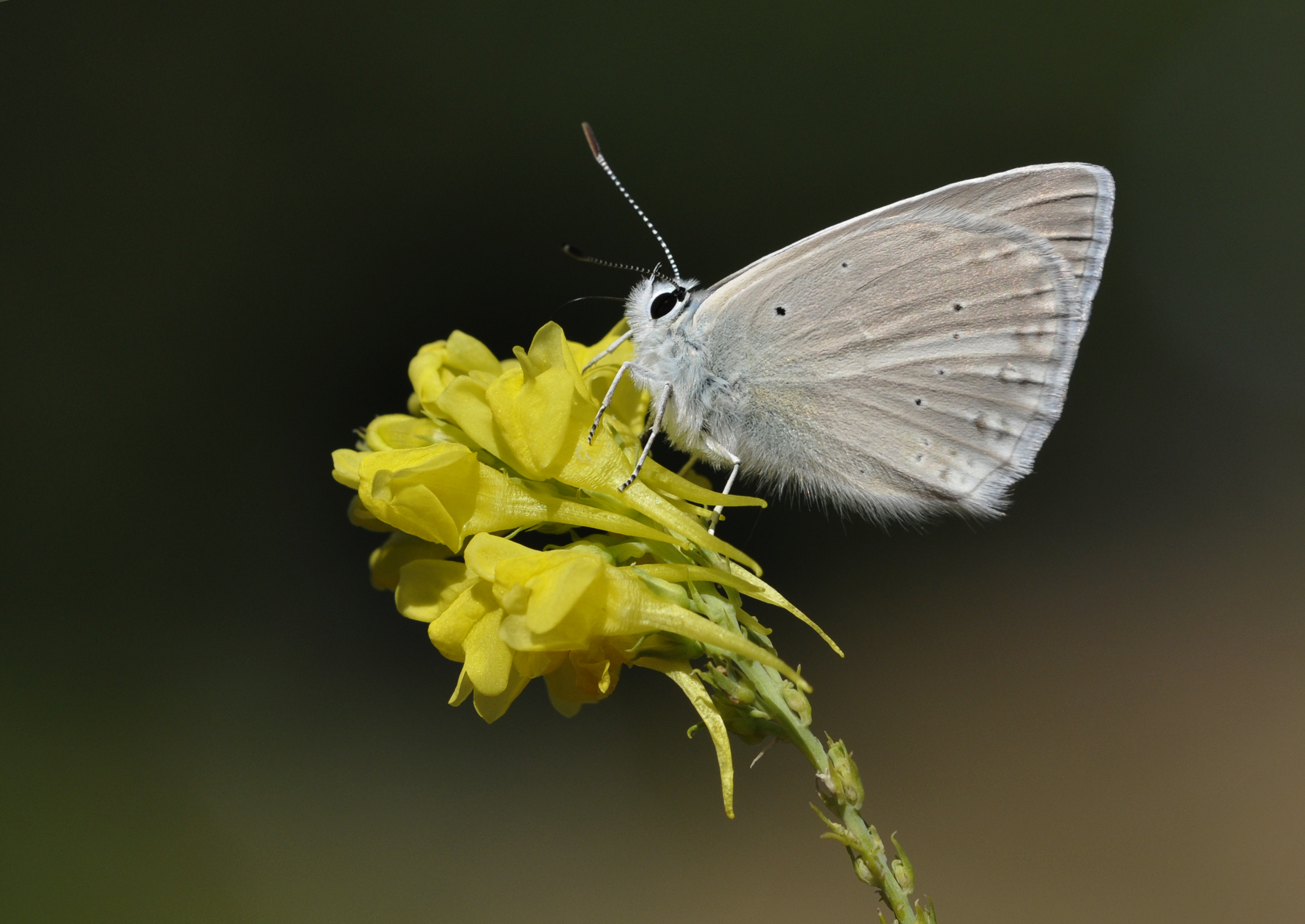 Polyommatus guezelmavi - Taşkent güzelmavisi 01