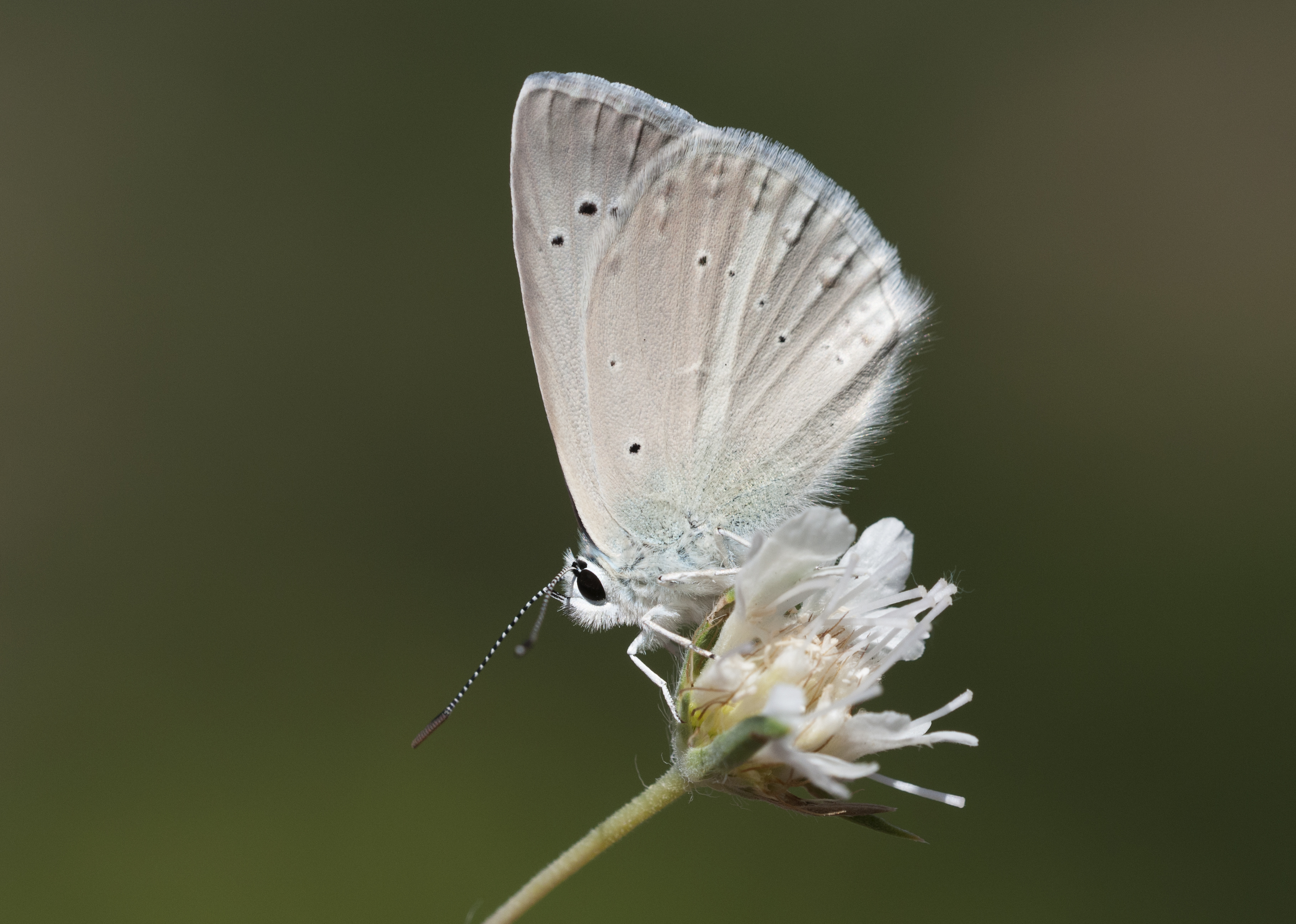 Polyommatus guezelmavi - Taşkent güzelmavisi 03