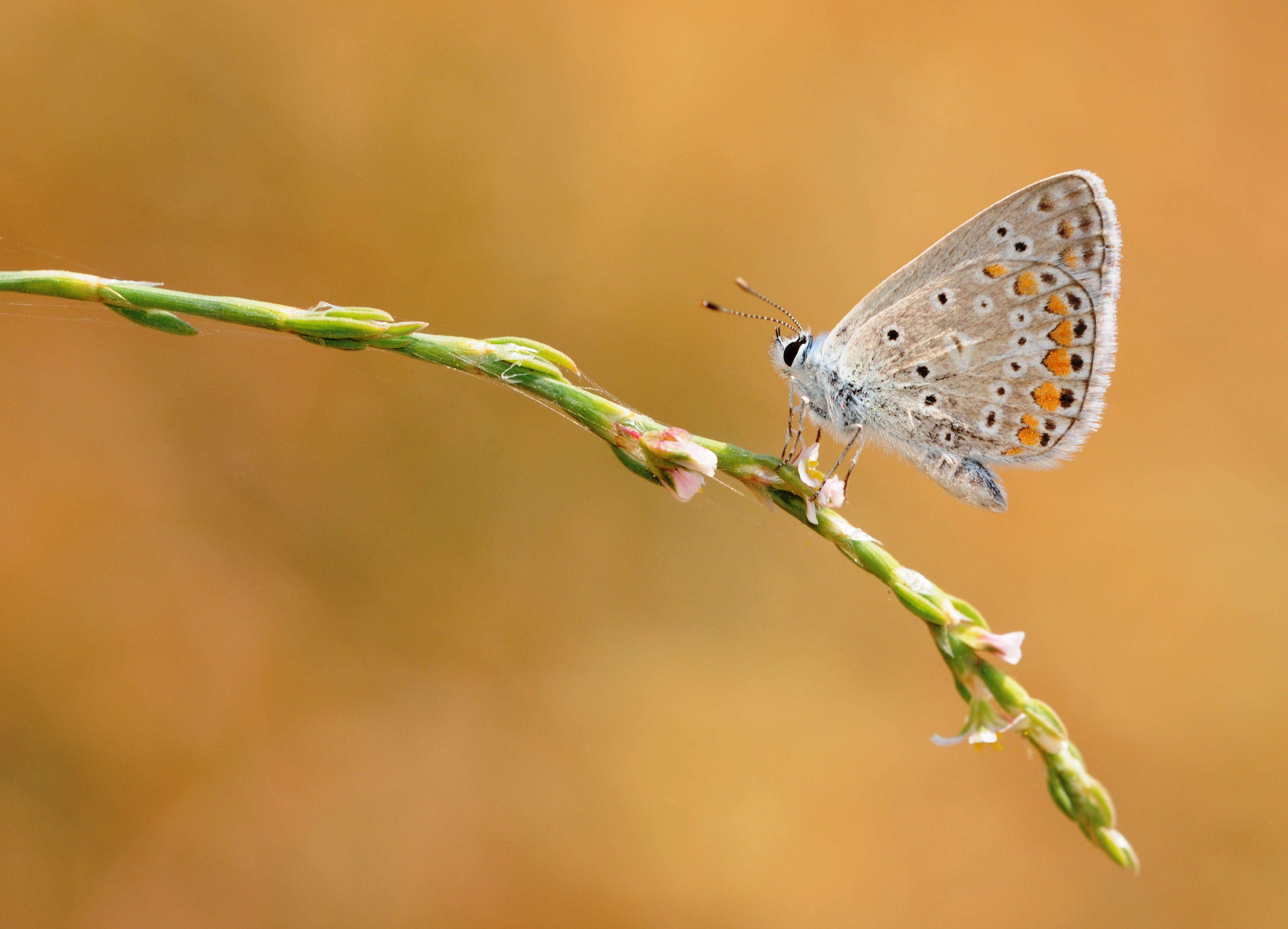 Polyommatus icarus 0