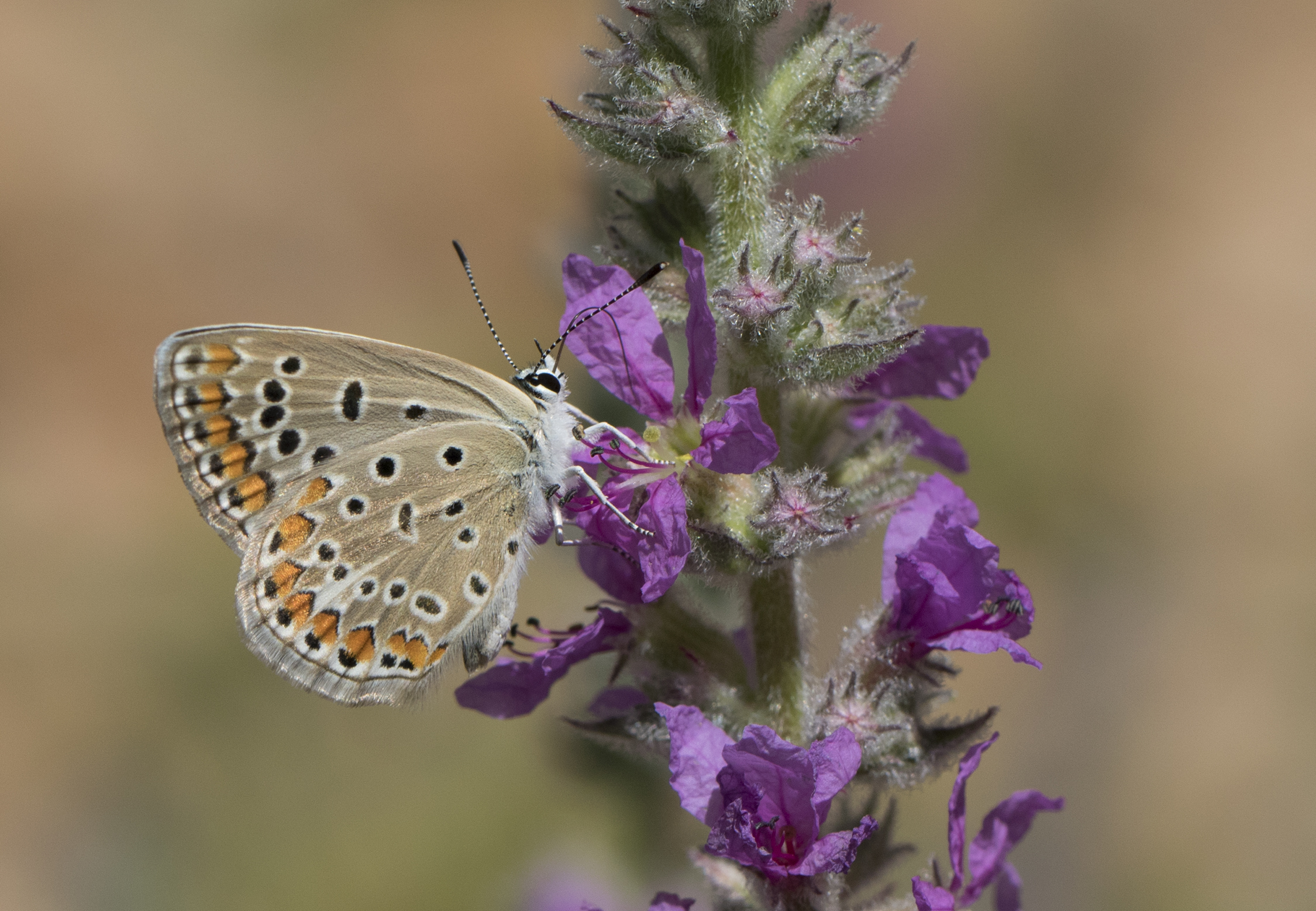 Polyommatus icarus - Çokgözlü mavi 35