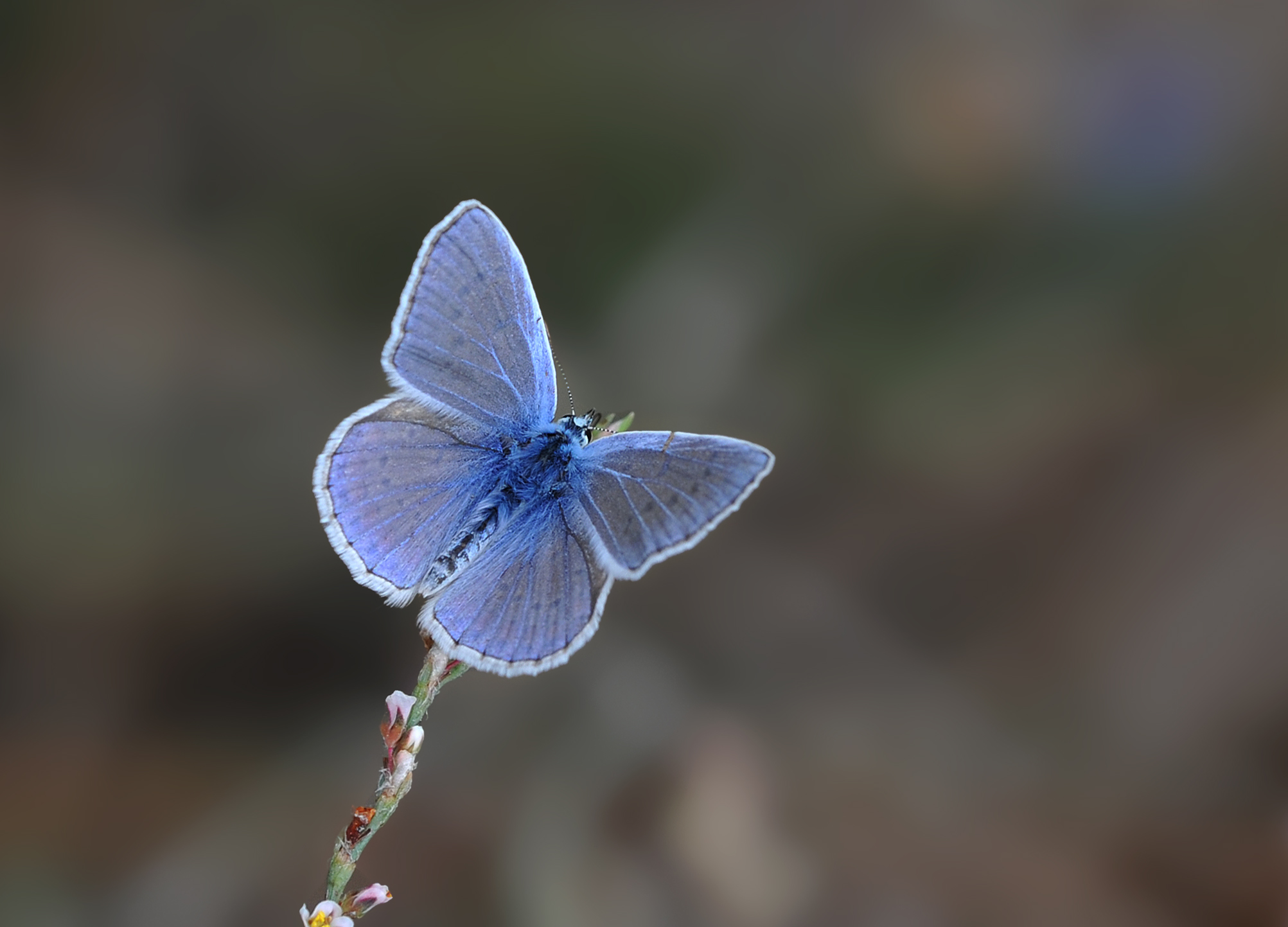 Polyommatus icarus - Common Blue, Mersin 2014-08-17 01-1