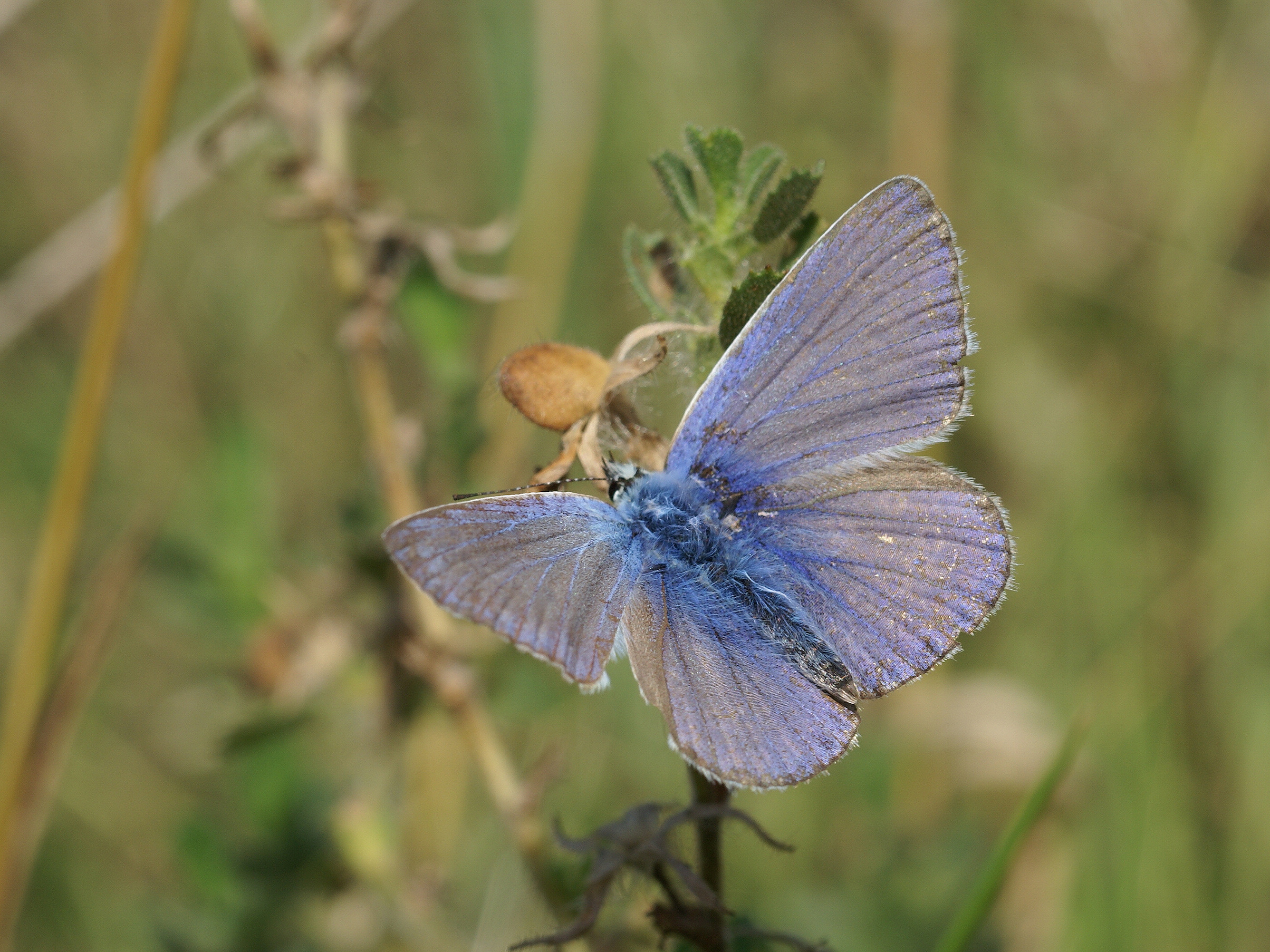 Polyommatus icarus (Oostende)