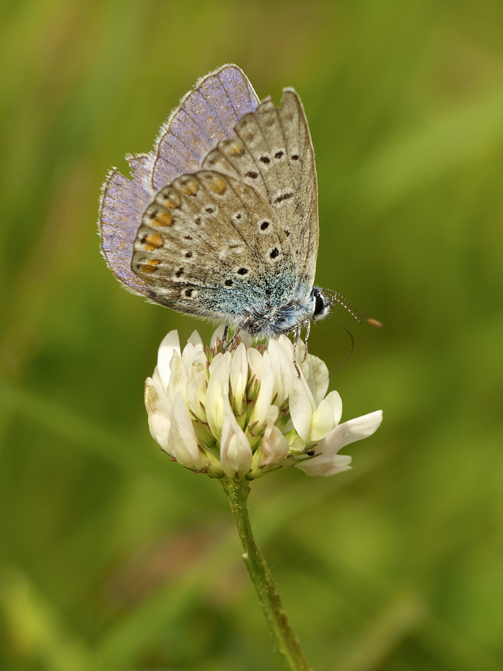 Polyommatus icarus LC0341