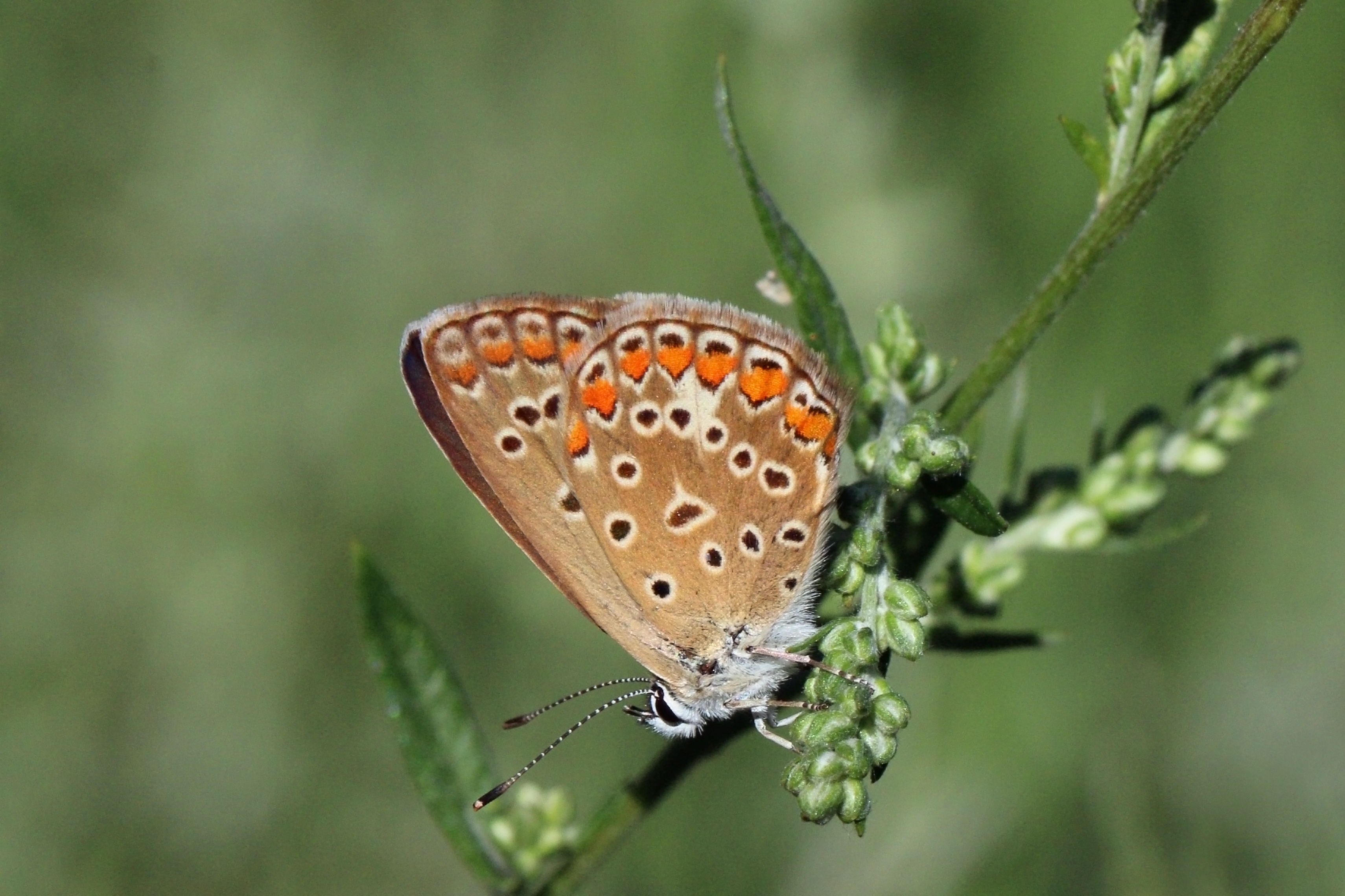 Polyommatus underside Greece