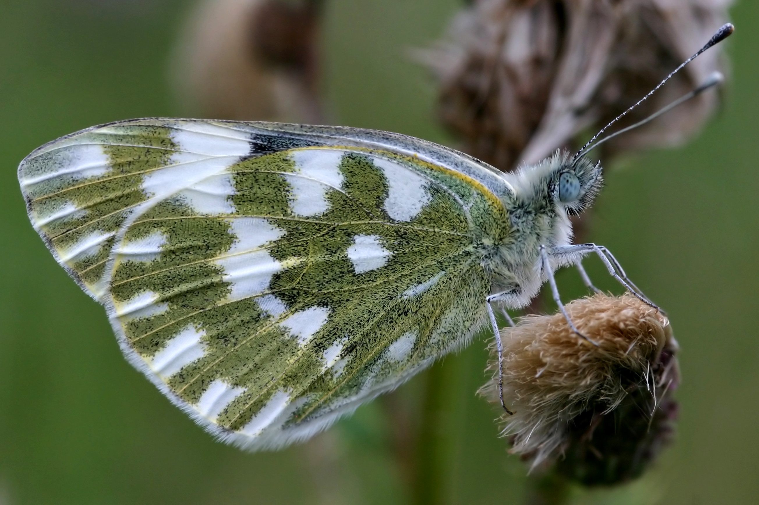 Pontia edusa