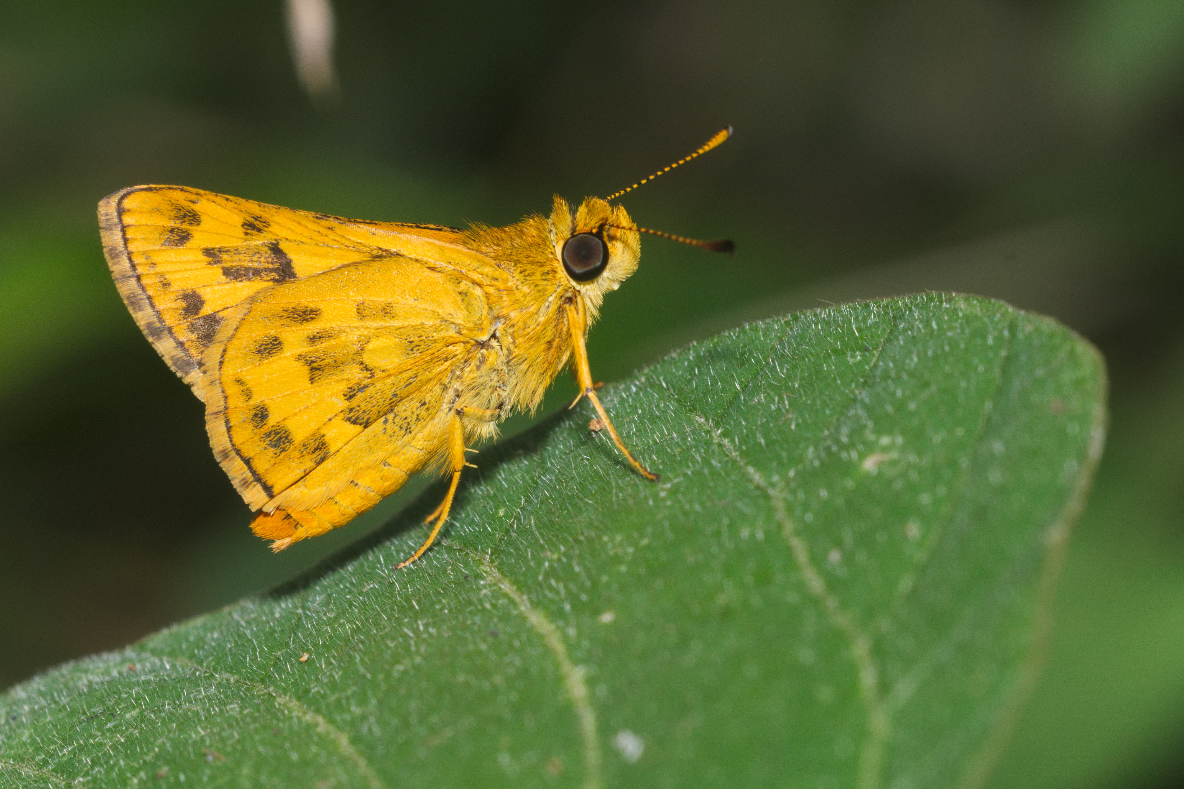 Potanthus-Kadavoor-2016-03-24-001