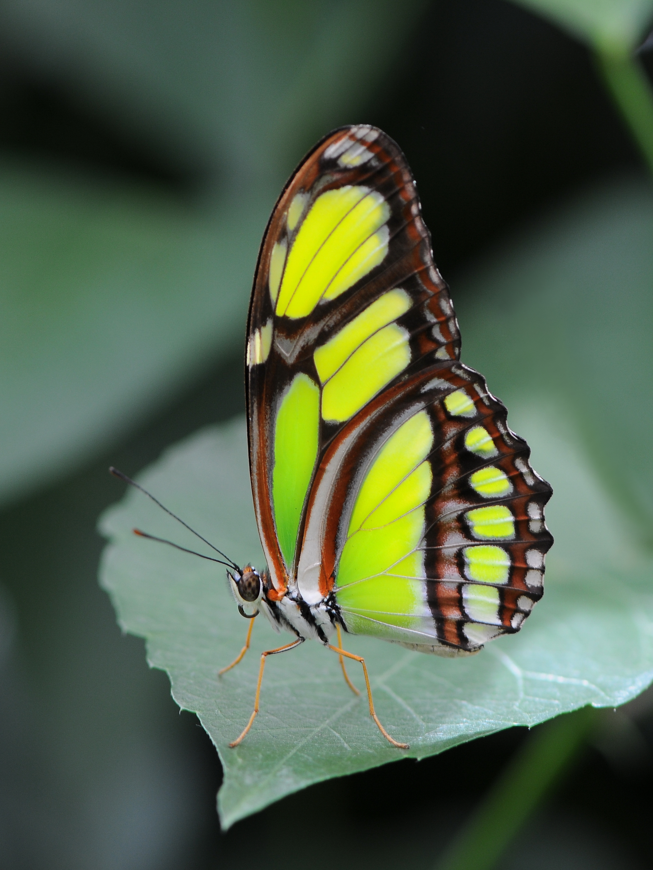 Pracht Passionsfalter, Philaethria dido 1