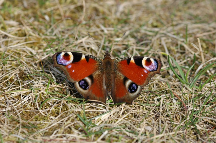 2010-03-24 (15) Tagpfauenauge, Peacock, Inachis io