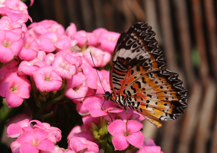 2011-04-25-lepidoptera-hunawihr-13