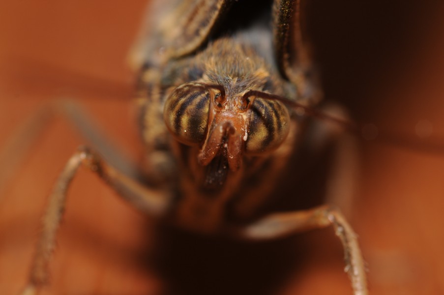 2011-04-25-lepidoptera-hunawihr-5