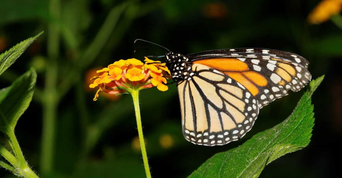 2011-08-08 15-19-27-papillon-hunawihr