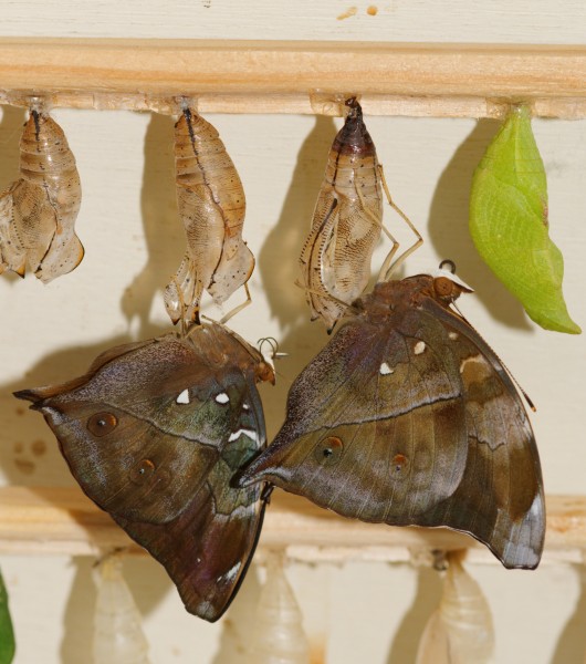 2011-08-08 15-51-23-papillon-hunawihr