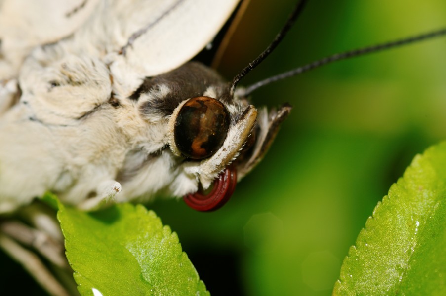 2012-07-20 14-22-18-Lepidoptera sp.