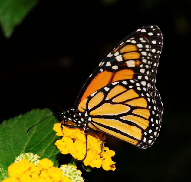 2012-07-20 15-33-32-Danaus plexippus