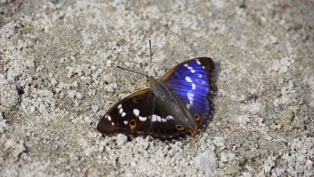 2012.06.07.-153-Erlichsee Oberhausen-Rheinhausen-Kleiner Schillerfalter-Maennchen