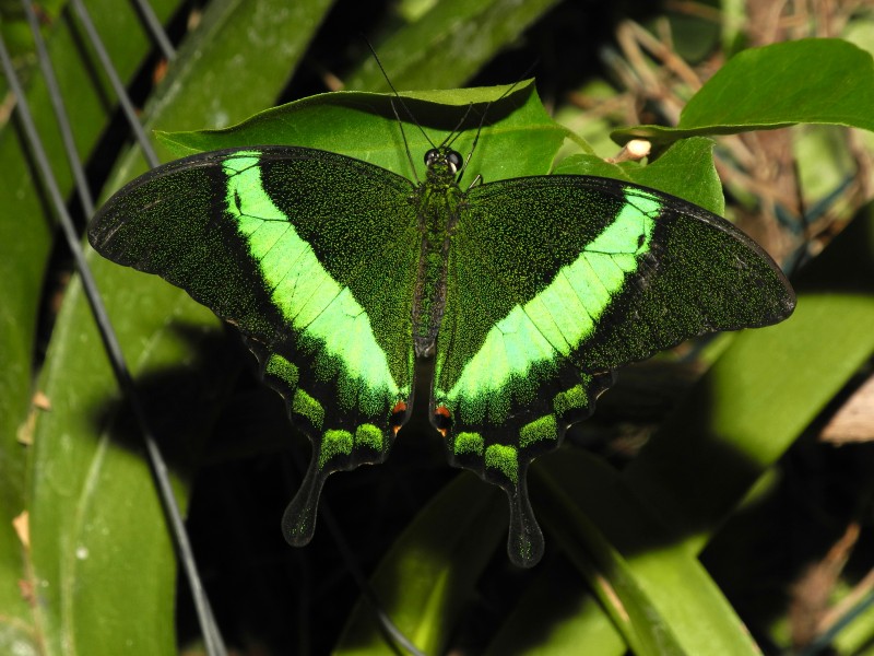 2013-04-30 15-45-03-Papilio-palinurus
