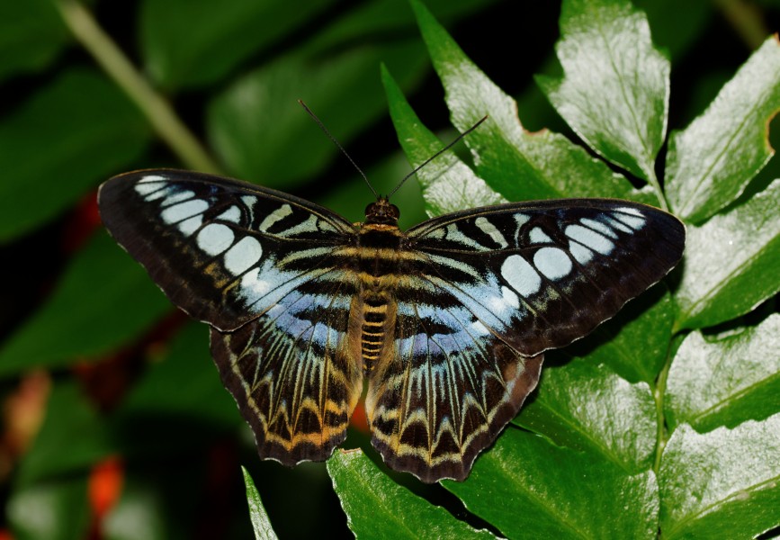 2014-05-01 15-07-34-Parthenos-sylvia-hunawihr