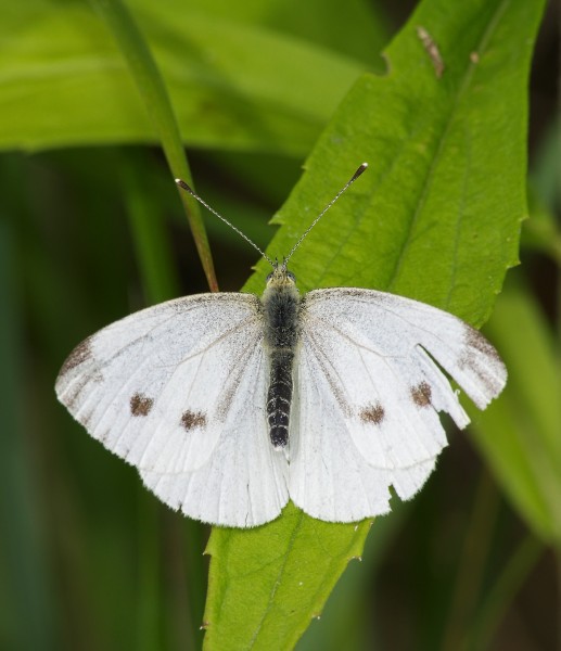 2015.07.11.-01-Mulde Eilenburg--Kleiner Kohlweissling-Weibchen