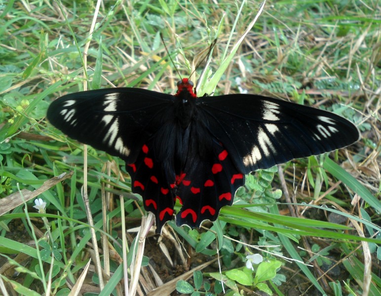 (Atrophaneura hector) Crimson Rose at Yeleswaram 04