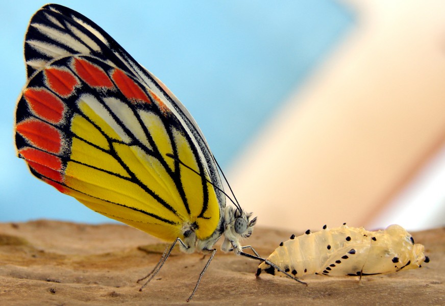 A just born butterfly - Common Jezebel (Delias eucharis)