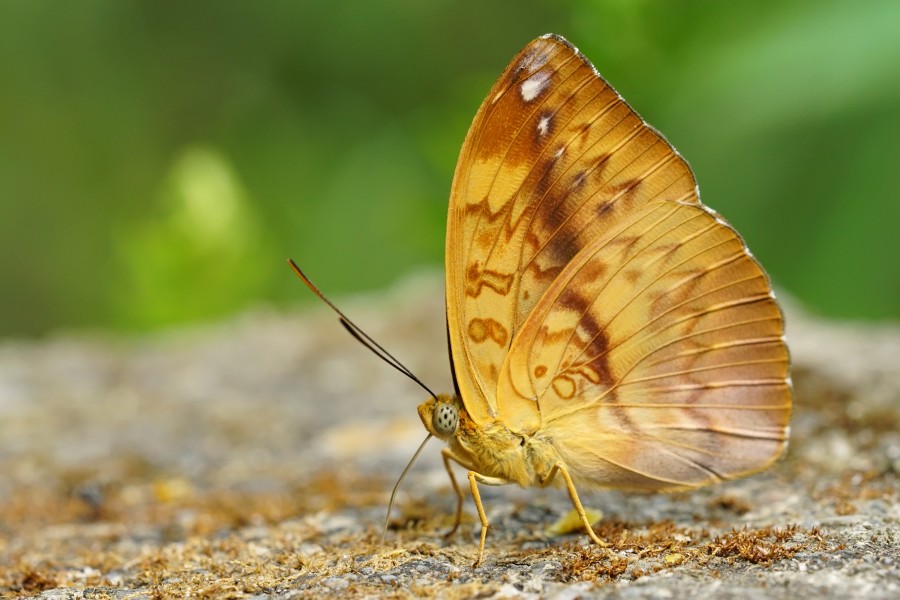 Abrota ganga formosana male