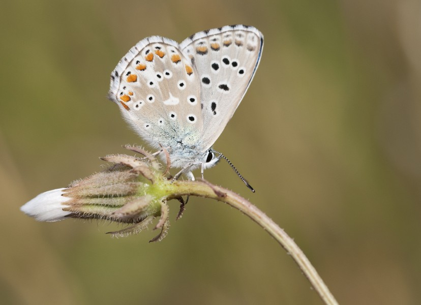 Adonis Blue - Polyommatus bellargus 01
