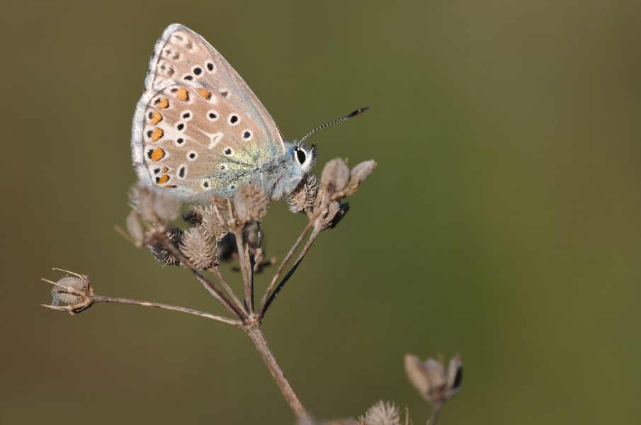 Adonis blue (Polyommatus bellargus)