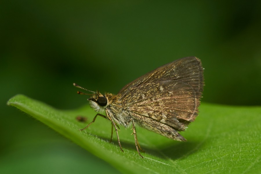 Aeromachus pygmaeus-Kadavoor-2016-11-26-001
