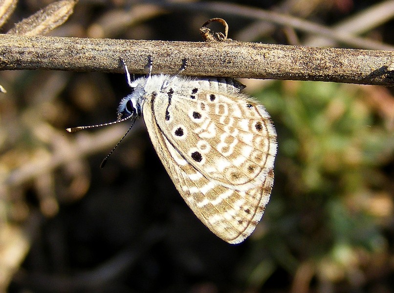 African Babul Blue Azanus jesous Pench TR by Dr. Raju Kasambe (7)