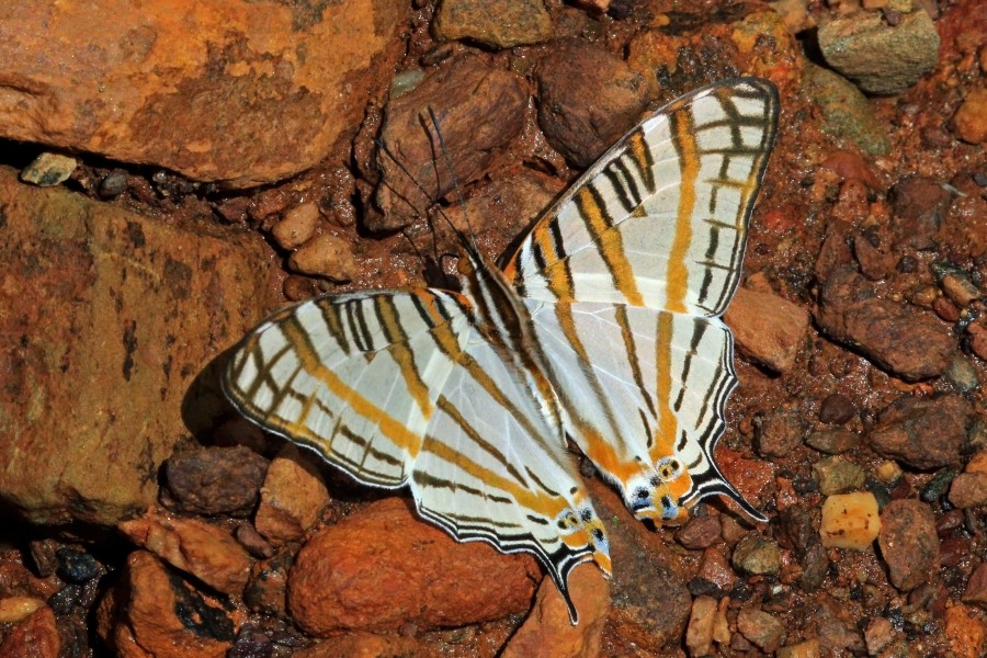 African map butterfly (Cyrestis camillus camillus)