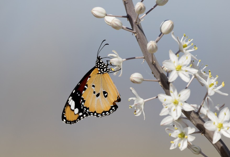 African Monarch - Danaus chrysippus 02-4