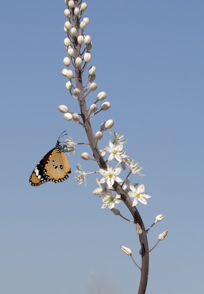 African Monarch - Danaus chrysippus 04-2