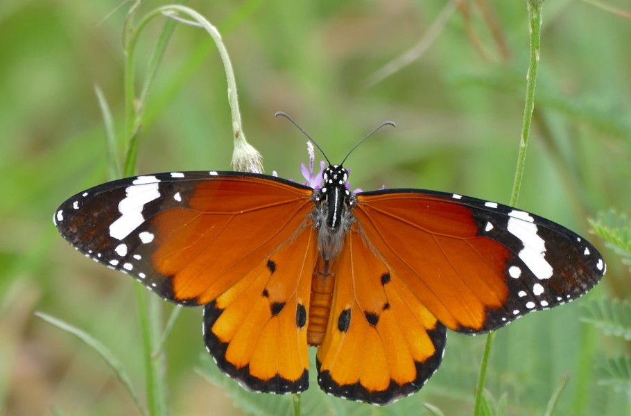 African Monarch (Danaus chrysippus aegyptius) (17389277322)