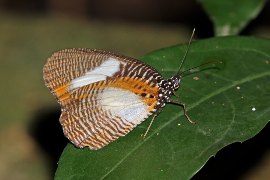 African palmfly (Elymniopsis bammakoo bammakoo)