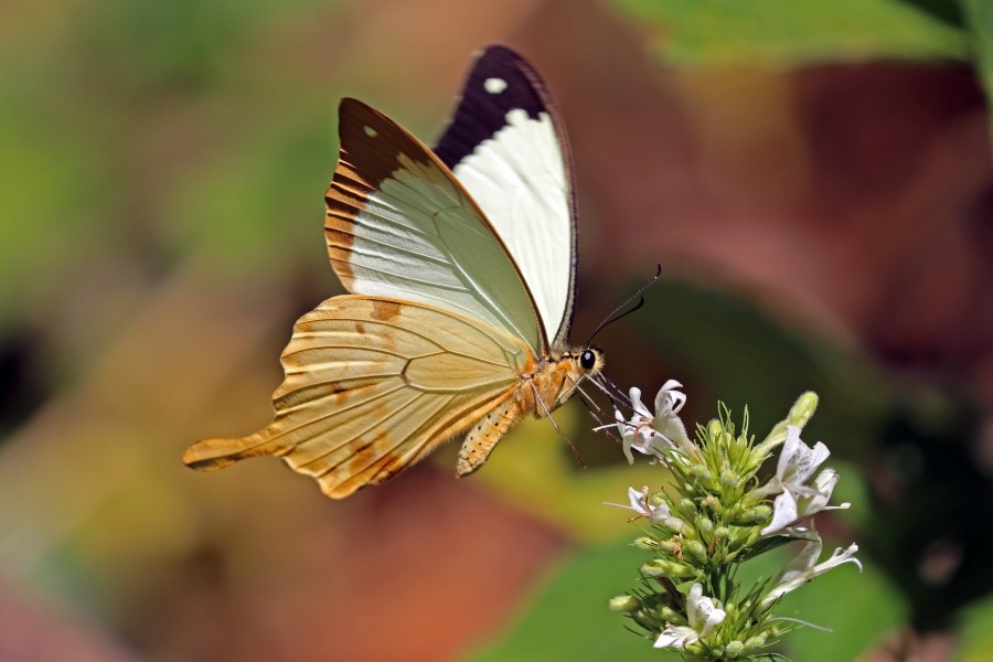 African swallowtail (Papilio dardanus antinorii ) male underside