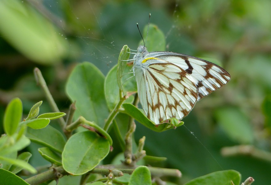 African Veined White (Belenois gidica abyssinica) (11566715006)