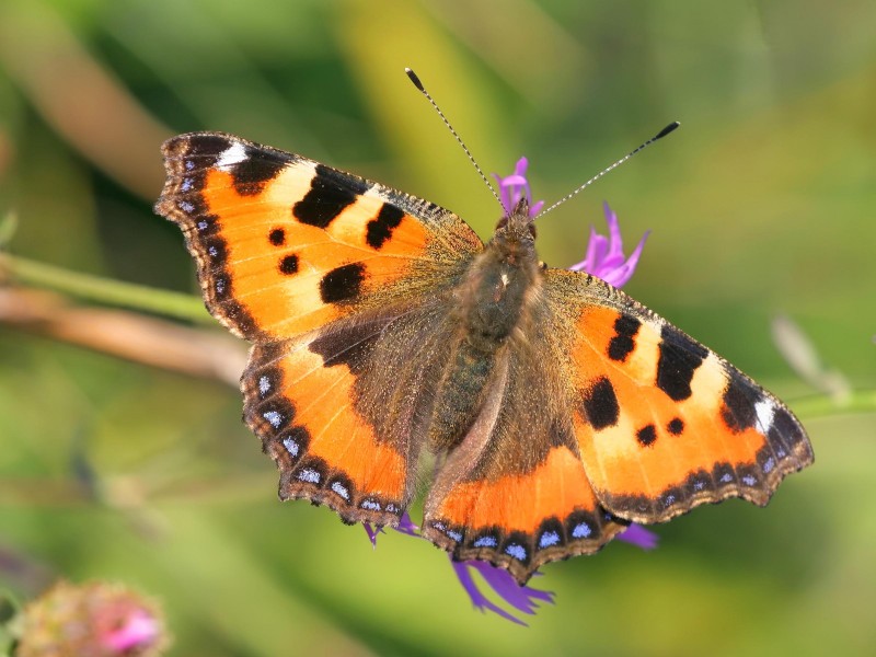 Aglais urticae
